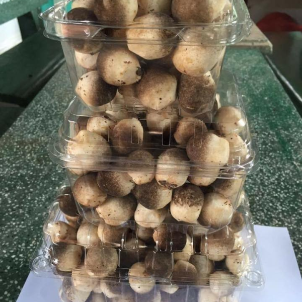 HỘP NHỰA TRÁI CÂY P250A 250G